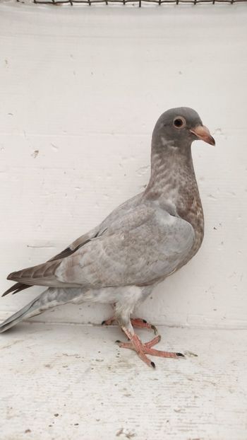  - De vânzare voiajori pui 2022