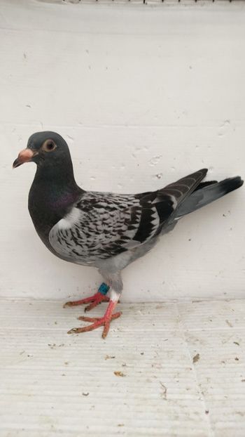 vandut - De vânzare voiajori pui 2022