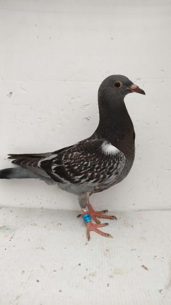 vandut - De vânzare voiajori pui 2022