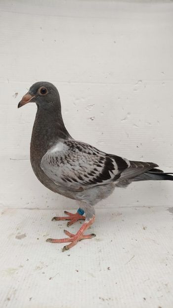 vandut - De vânzare voiajori pui 2022