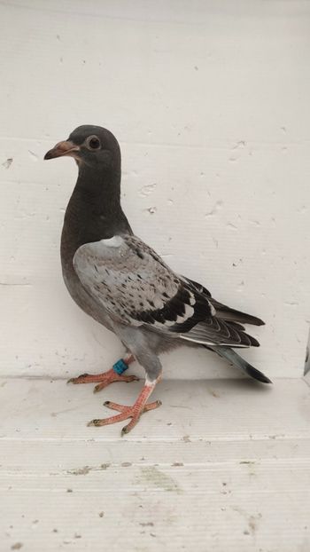 vandut - De vânzare voiajori pui 2022