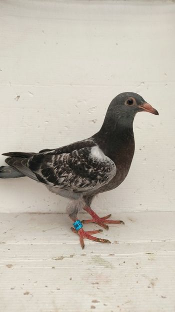 vandut - De vânzare voiajori pui 2022