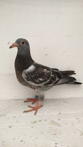  - De vânzare voiajori pui 2022