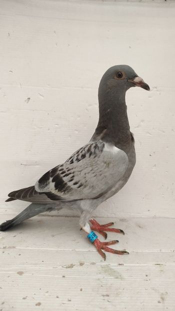 vandut - De vânzare voiajori pui 2022