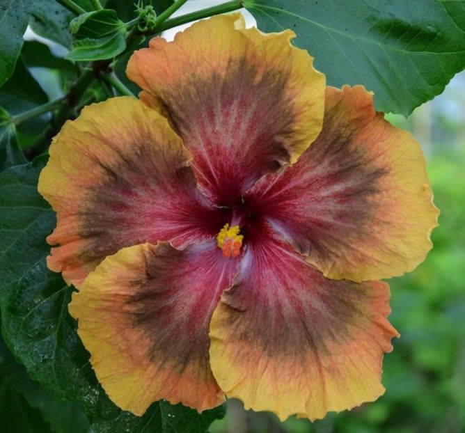 Rk Festival of Colours - 0 - A - Hibiscus R Sinensis - Tropical - Plante Altoite