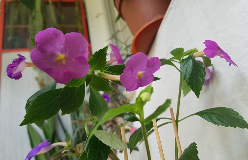  - Hybrid necunoscut Noid-pierdut