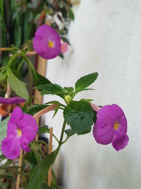  - Hybrid necunoscut Noid-pierdut