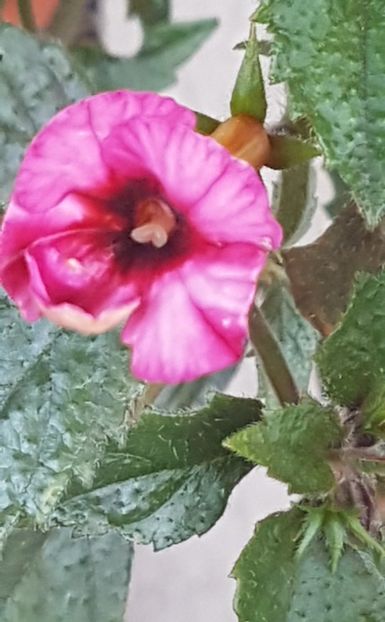 Cherry Blossom - Achimenes 2022