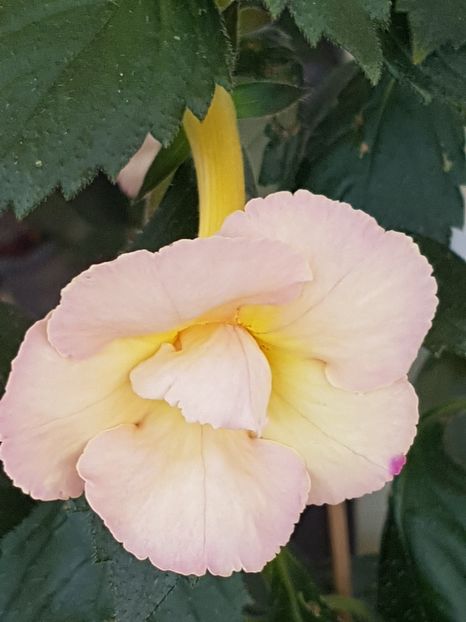  - Yellow English Rose