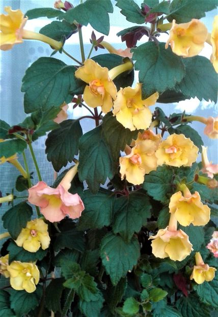  - 0000 ACHIMENES