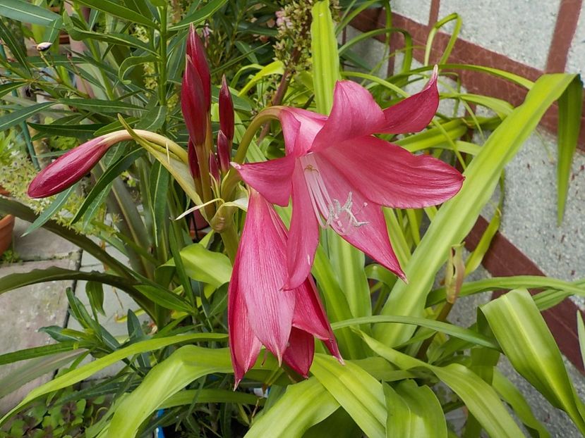 - crinum powelii bosanquet