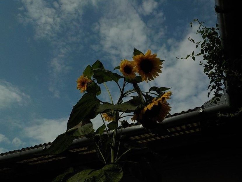  - floarea soarelui