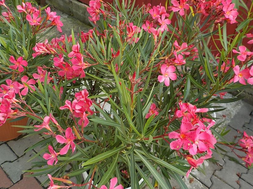  - papa gambeta nr 17