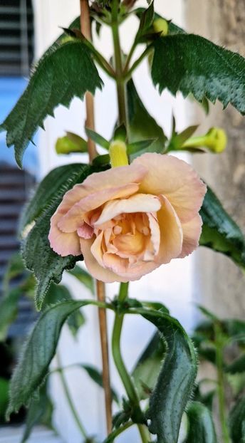  - Yellow English Rose R