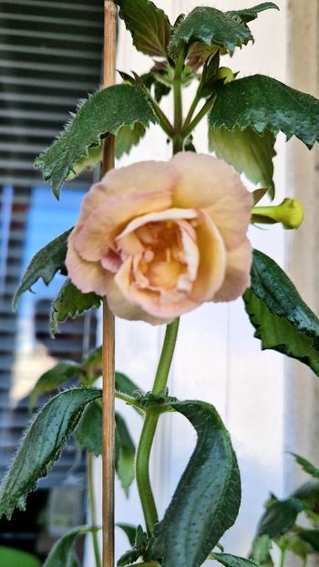  - Yellow English Rose R