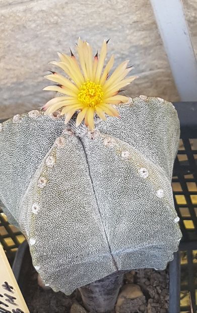  - Astrophytum