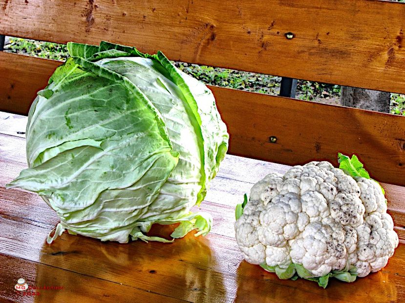 Cabbage and Cauliflower - LEGUME-VEGS