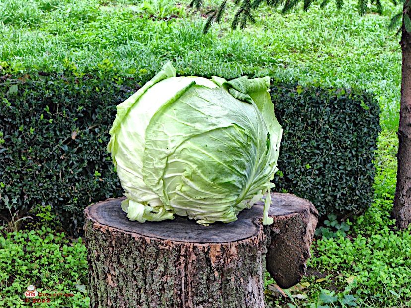 Cabbage - LEGUME-VEGS