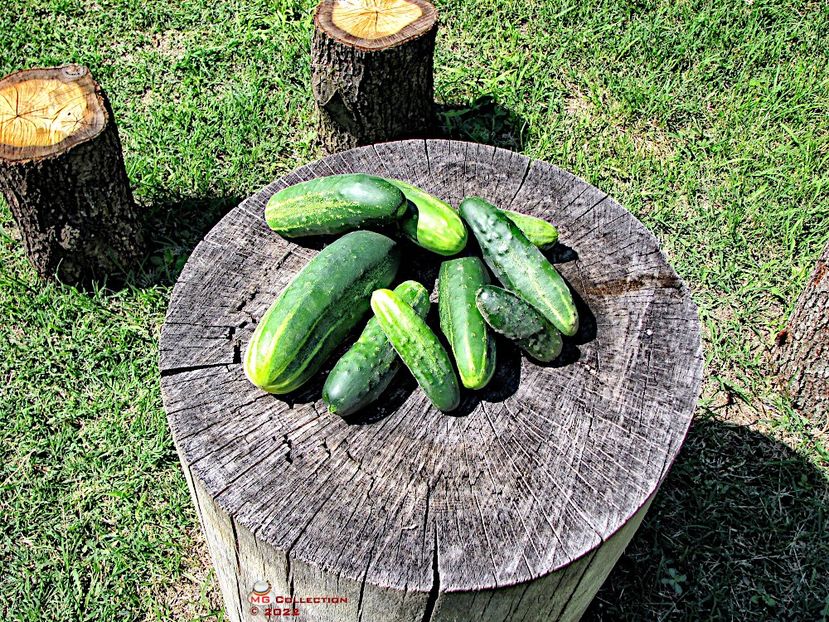 Cucumbers - LEGUME-VEGS
