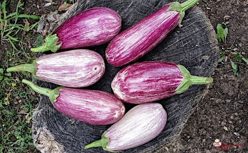 Eggplant 3 - LEGUME-VEGS