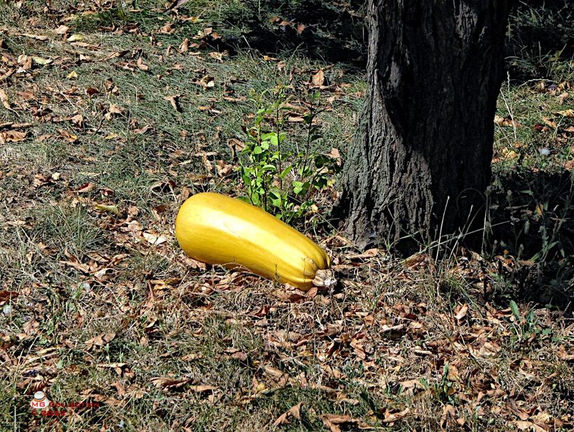 Lonely Pumpkin - LEGUME-VEGS