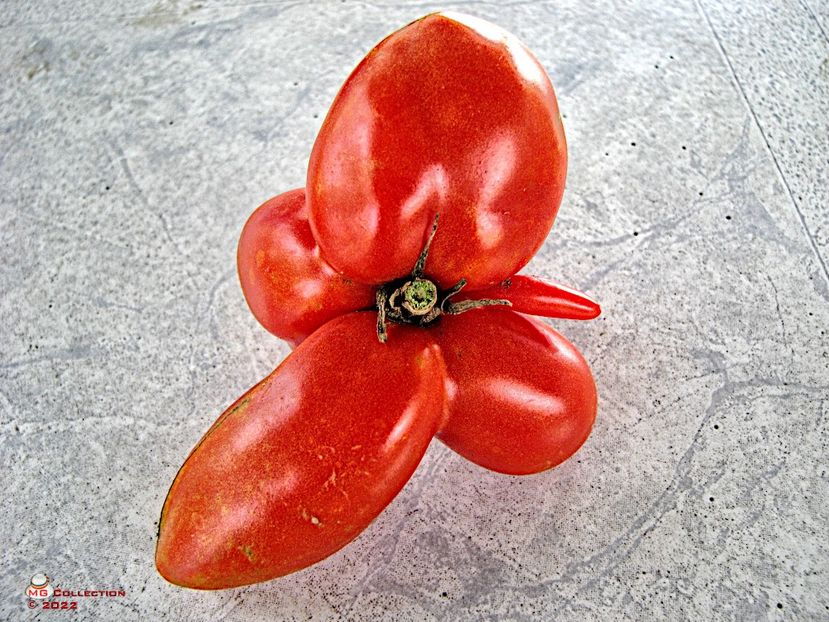 Weird Tomato - LEGUME-VEGS