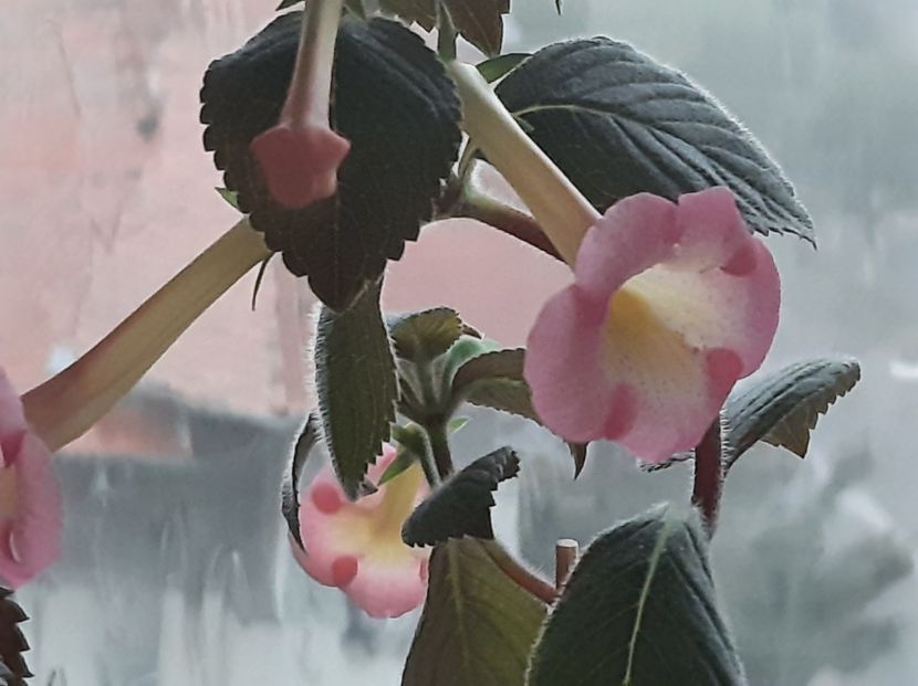  - achimenes 2022