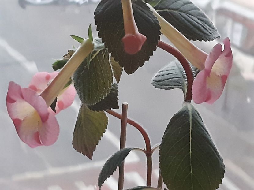  - achimenes 2022