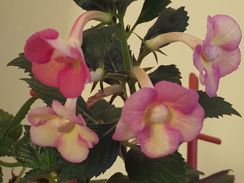NIA - AAA RIZOMI ACHIMENES DISPONIBILI -2023