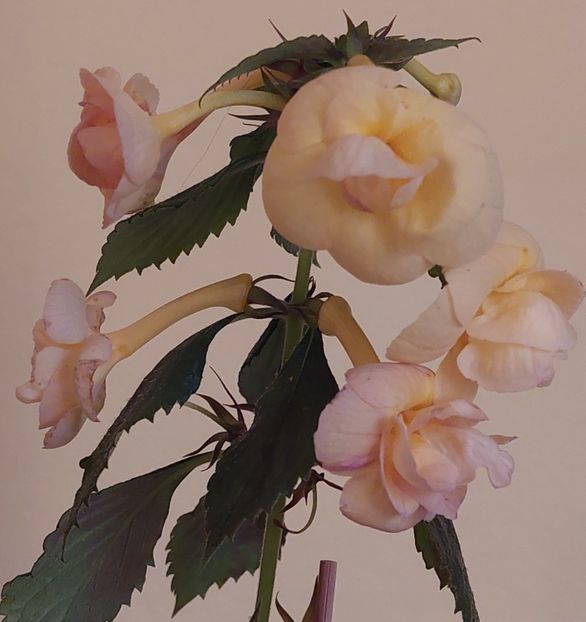  - RFs TROPICANA 2