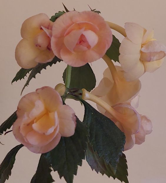  - RFs TROPICANA 2
