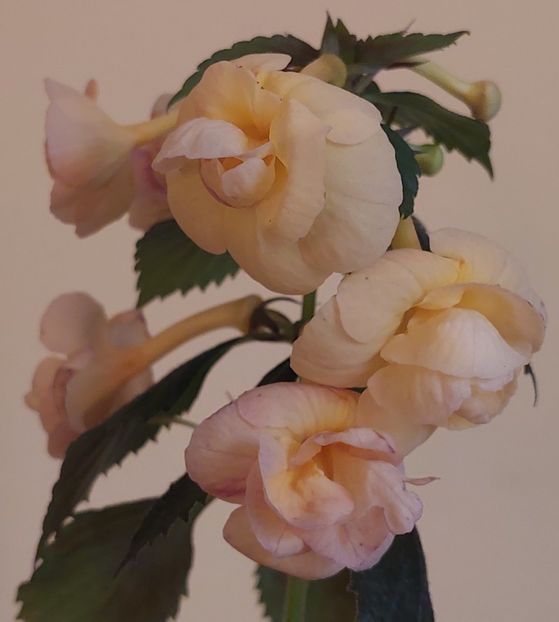  - RFs TROPICANA 2