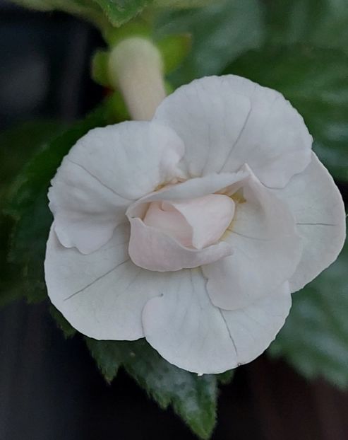  - RF-s PINA COLADA
