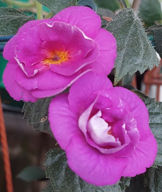  - PURPLE MYSTERY
