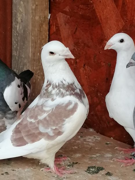  - Porumbei august 2022