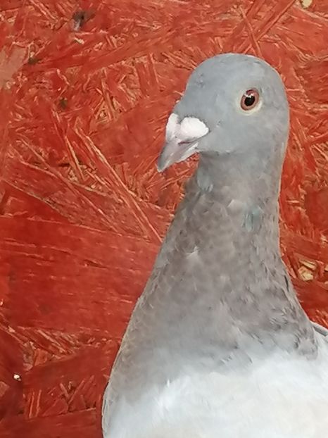  - Porumbei august 2022