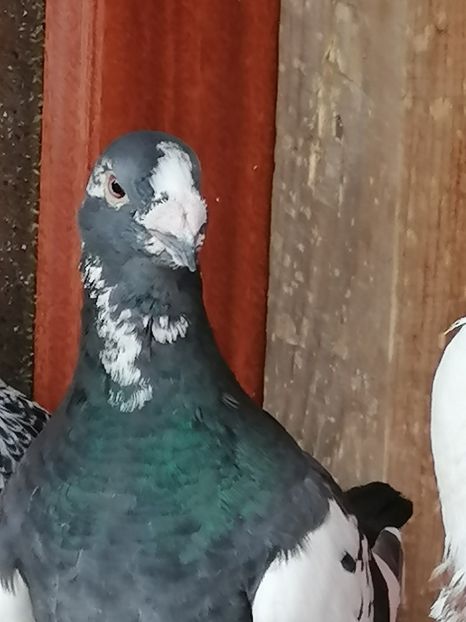  - Porumbei august 2022