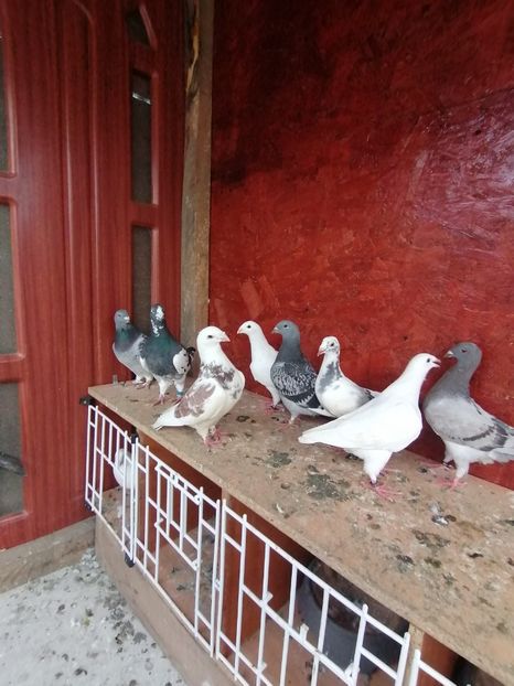  - Porumbei august 2022