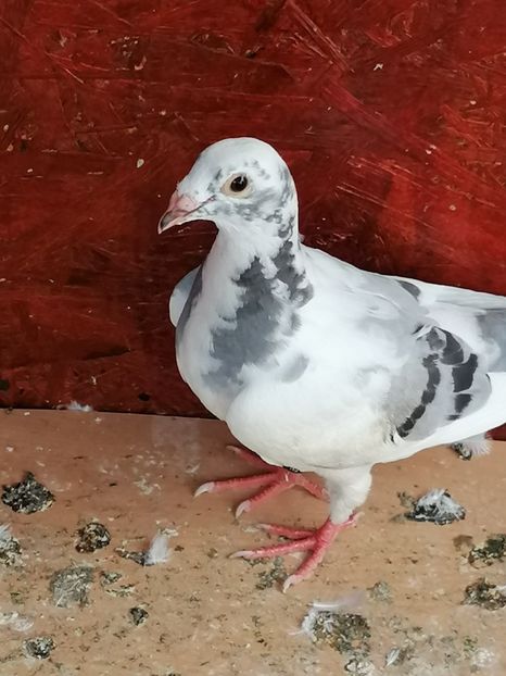  - Porumbei august 2022