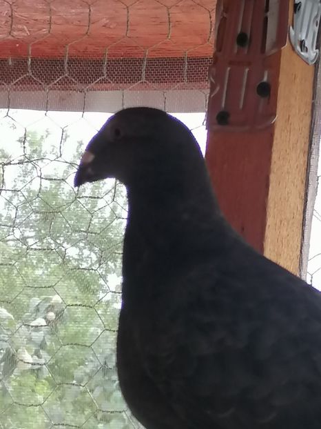  - Porumbei august 2022