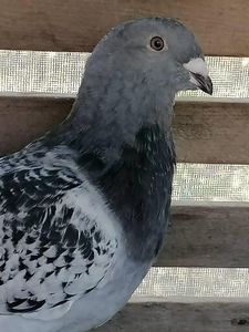  - Porumbei august 2022