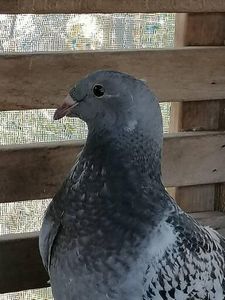  - Porumbei august 2022