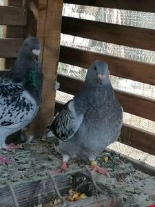  - Porumbei august 2022