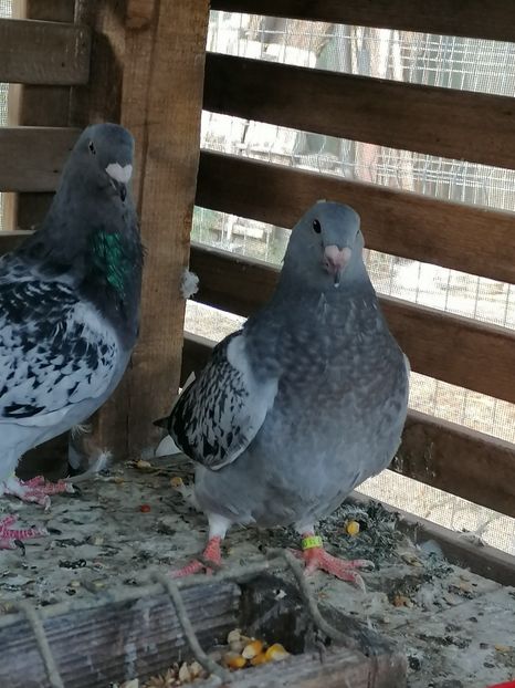  - Porumbei august 2022