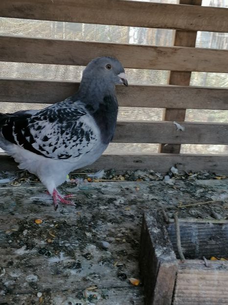  - Porumbei august 2022