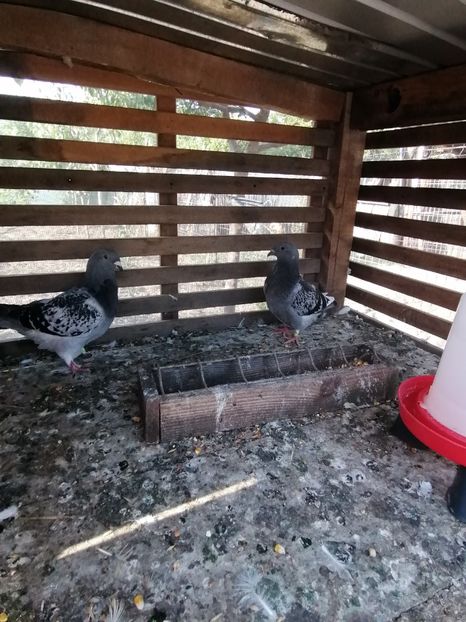  - Porumbei august 2022