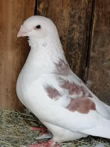  - Porumbei august 2022