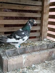  - Porumbei august 2022