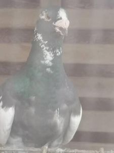  - Porumbei august 2022