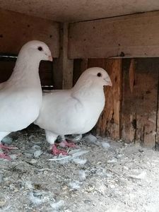  - Porumbei august 2022